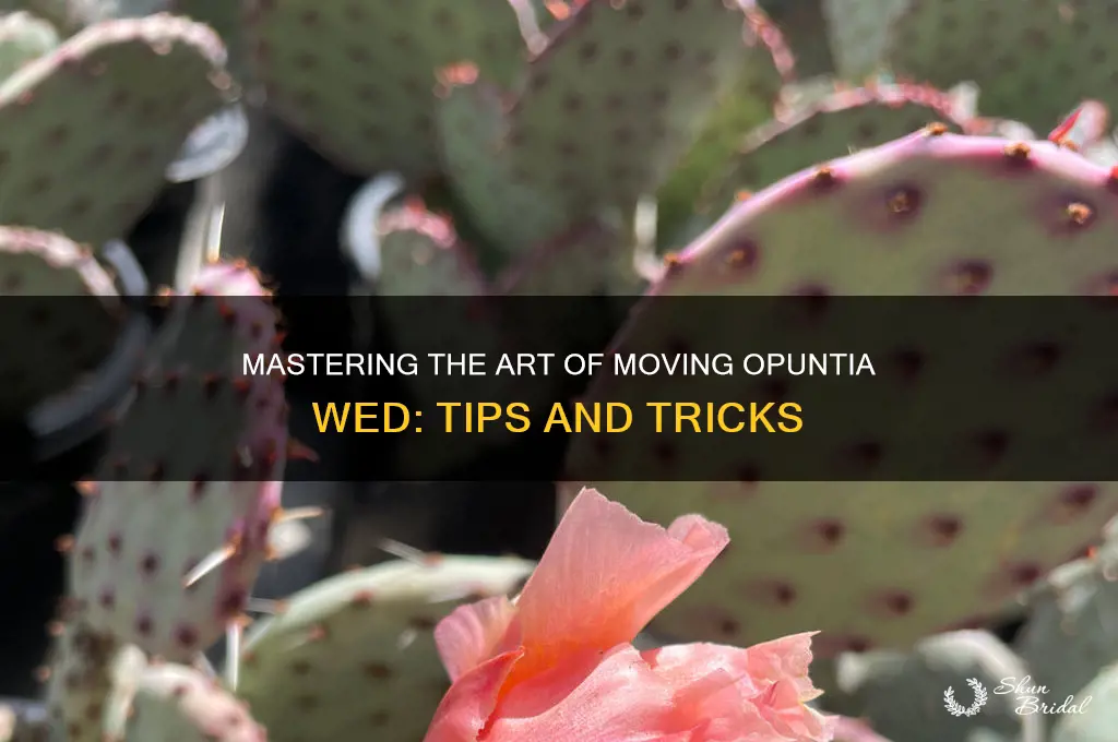 how to move opuntia wed