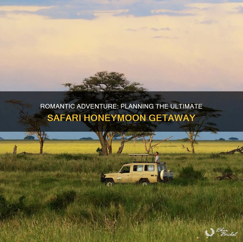 how to plan a safari honeymoon