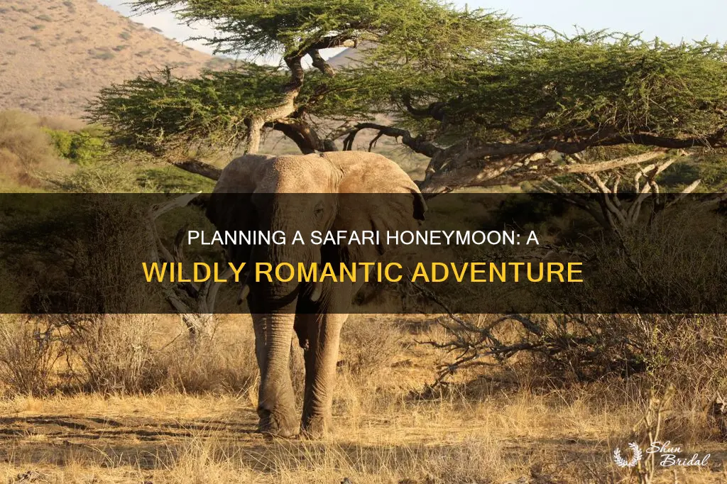 how to plan a safari honeymoon
