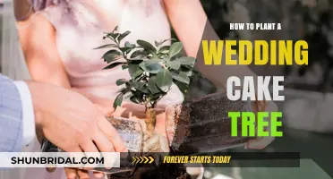 A Guide to Planting Your Wedding Cake Tree: A Step-by-Step Process