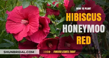 Planting Hibiscus Honeymoon Red: A Step-by-Step Gardening Guide