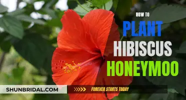 Nurturing Hibiscus Honeymoon: A Guide to Planting and Care