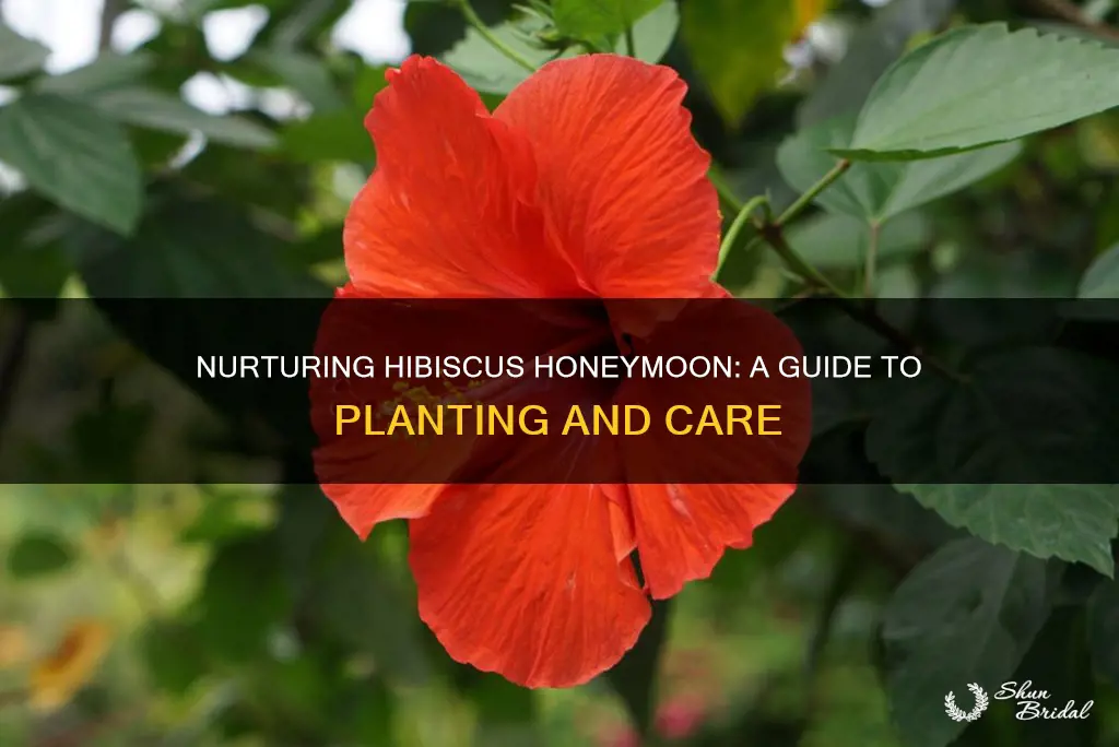 how to plant hibiscus honeymoon