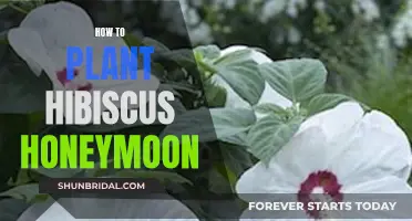 Planting Hibiscus Honeymoon: A Step-by-Step Guide