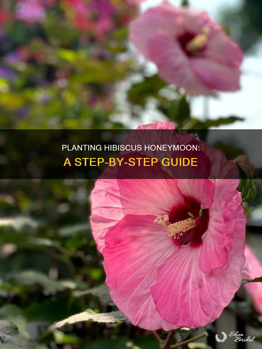 how to plant hibiscus honeymoon