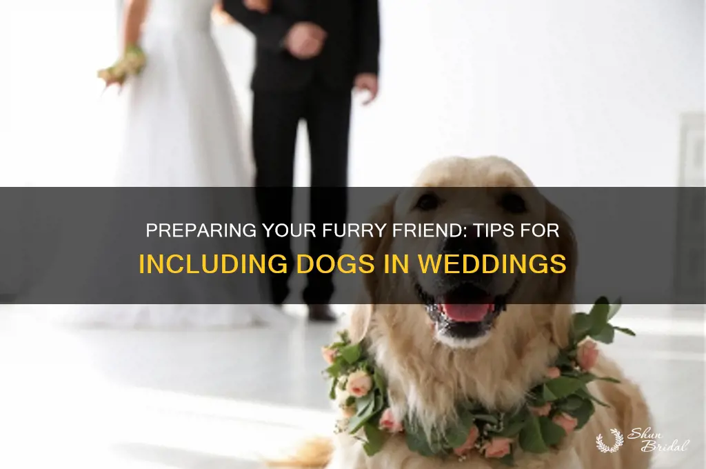 how to prepare dog to be in wedding