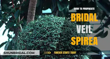 Propagating Bridal Veil Spirea: Easy Steps for Beautiful Garden Growth