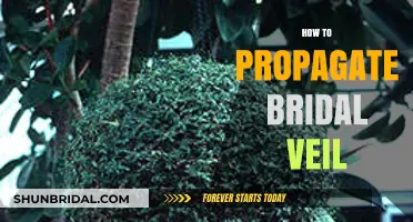 Mastering Bridal Veil Propagation: Simple Steps for Lush, Healthy Growth