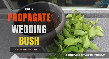 Propagating Wedding Bush: Simple Steps for Growing Your Own Bridal Beauty