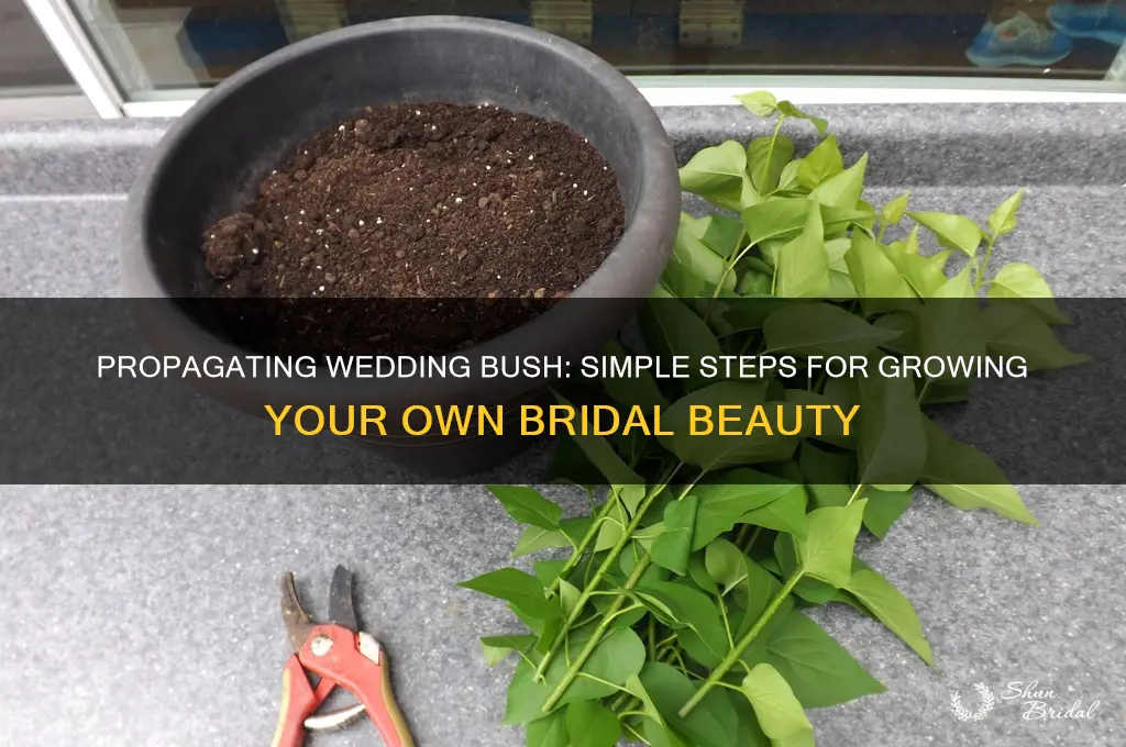 how to propagate wedding bush