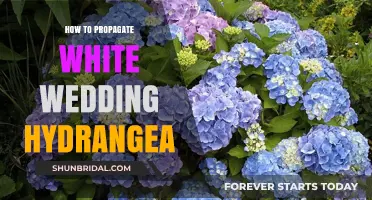 Propagating White Wedding Hydrangeas: Simple Steps for Stunning Blooms