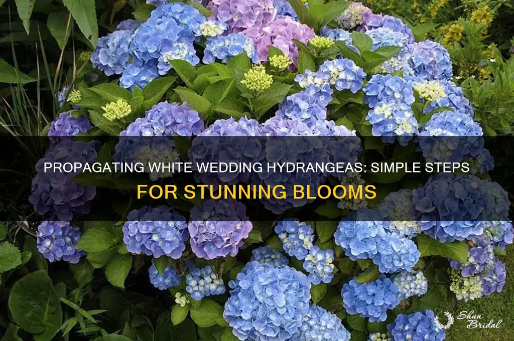 how to propagate white wedding hydrangea