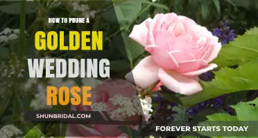 Pruning Your Golden Wedding Rose: A Step-by-Step Guide to Healthy Growth