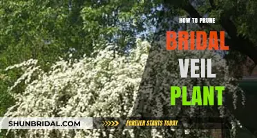 Pruning Bridal Veil Plant: Essential Tips for Healthy Growth and Beauty