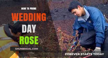Pruning Wedding Day Roses: A Step-by-Step Guide for Healthy Blooms