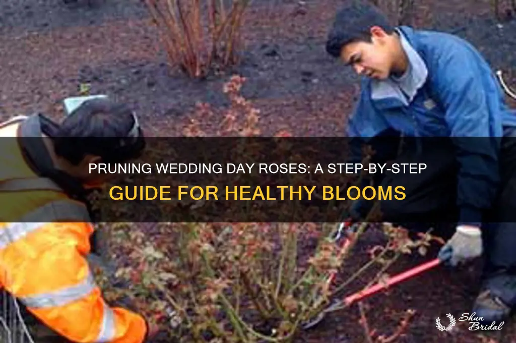 how to prune wedding day rose