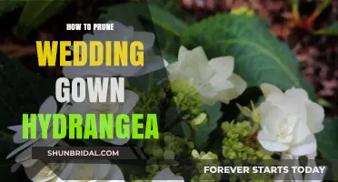 Pruning Wedding Gown Hydrangeas: A Step-by-Step Guide for Healthy Blooms