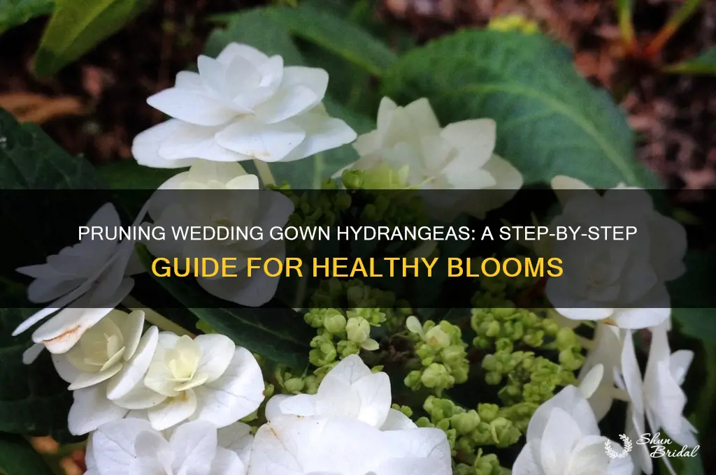 how to prune wedding gown hydrangea