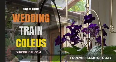 Pruning Wedding Train Coleus: Expert Tips for Healthy, Vibrant Growth