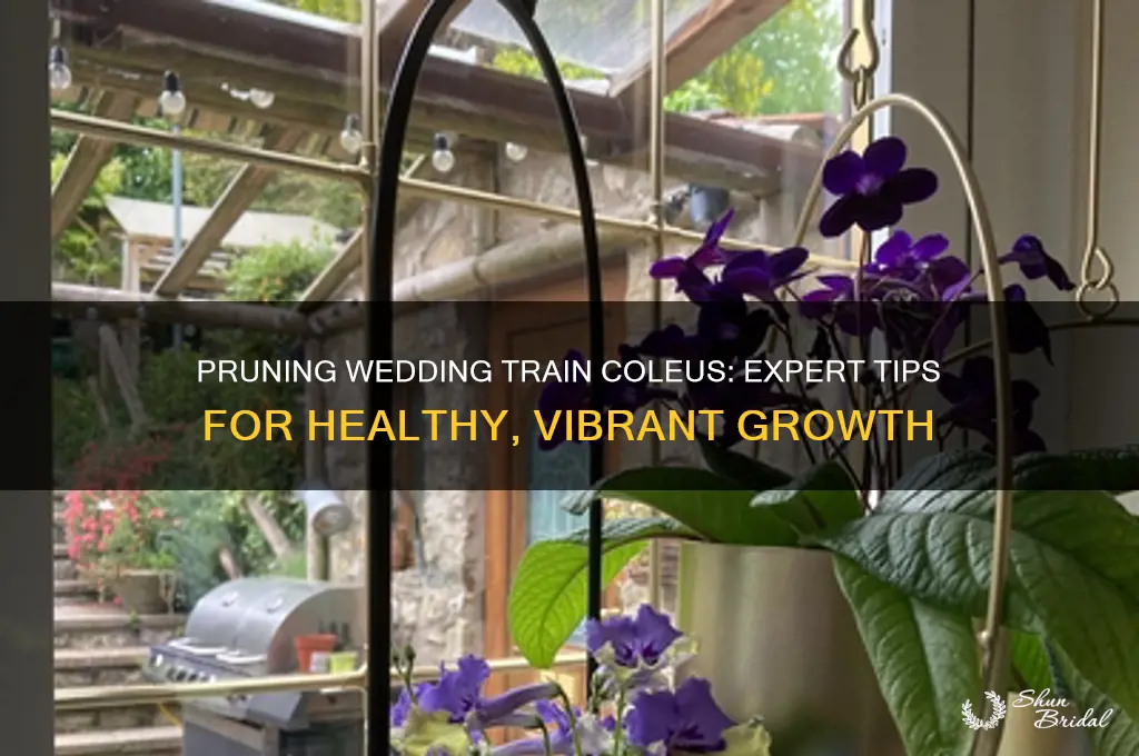 how to prune wedding train coleus