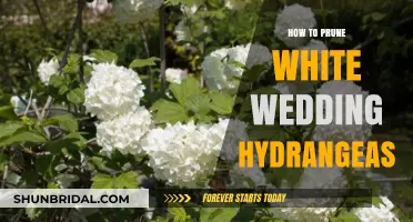 Pruning White Wedding Hydrangeas: Expert Tips for Healthy, Blooming Shrubs