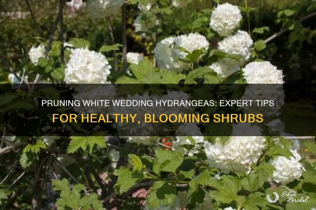 how to prune white wedding hydrangeas
