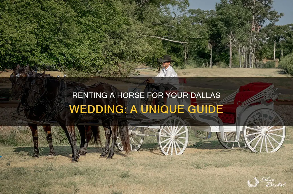 how to rent a horse for a wedding dallas