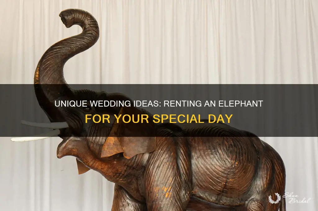 how to rent an elephant for a wedding