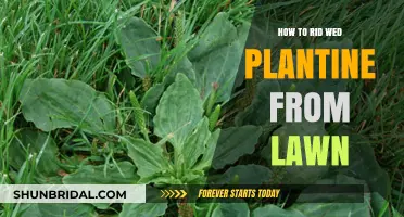 Effective Ways to Eliminate Weedy Plantain from Your Lawn