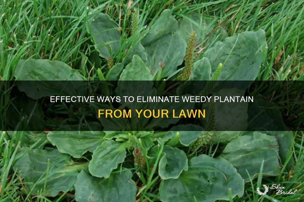 how to rid wed plantine from lawn