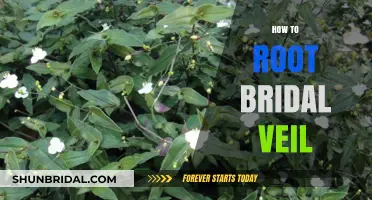 Master the Art of Rooting Bridal Veil Plants: A Step-by-Step Guide