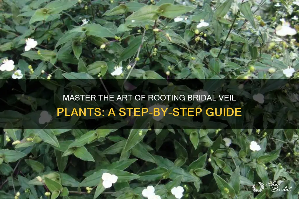 how to root bridal veil