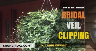 Rooting Tahitian Bridal Veil Clippings: A Step-by-Step Propagation Guide