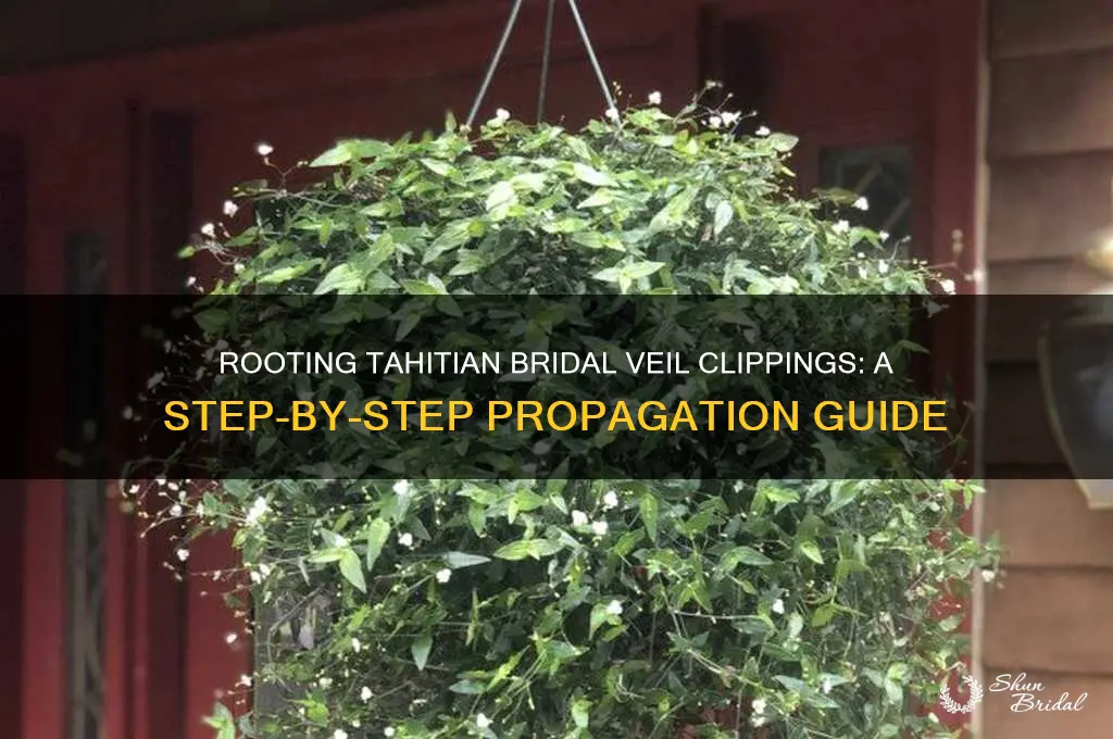 how to root tahitian bridal veil clipping