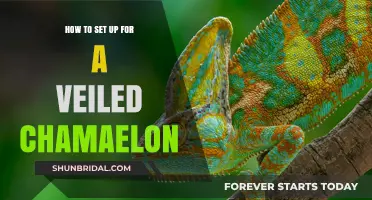 Creating the Perfect Habitat: A Guide to Veiled Chameleon Setup