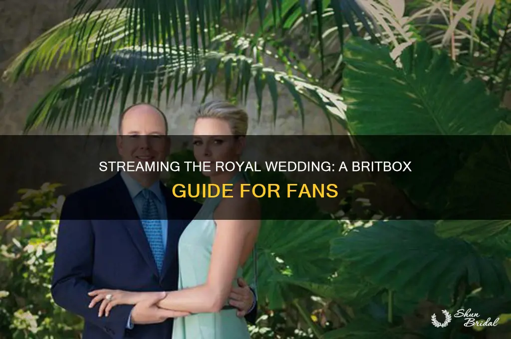 how to stream the royal wedding britbox