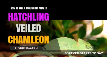 Identifying Veiled Chameleon Hatchlings: Male vs Female Guide