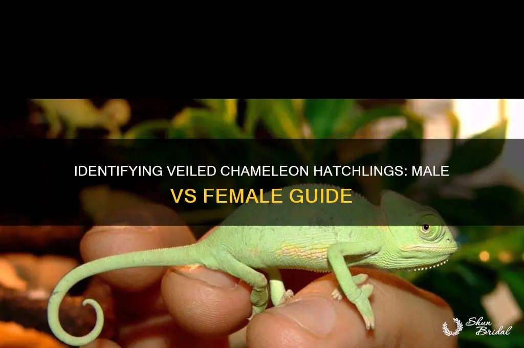 how to tell a male from female hatchling veiled chamleon