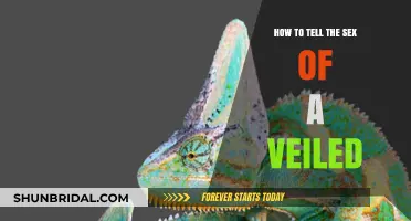 Identifying Veiled Chameleon Genders: A Comprehensive Guide for Beginners