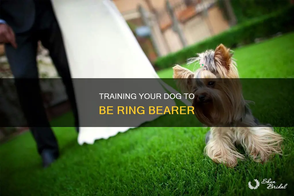 how to train a dog to be a ring bearer