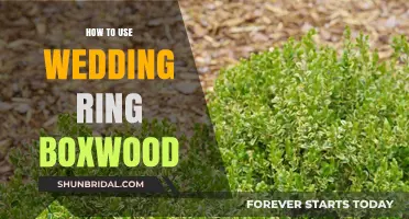 Creative Ways to Use Wedding Ring Boxwood