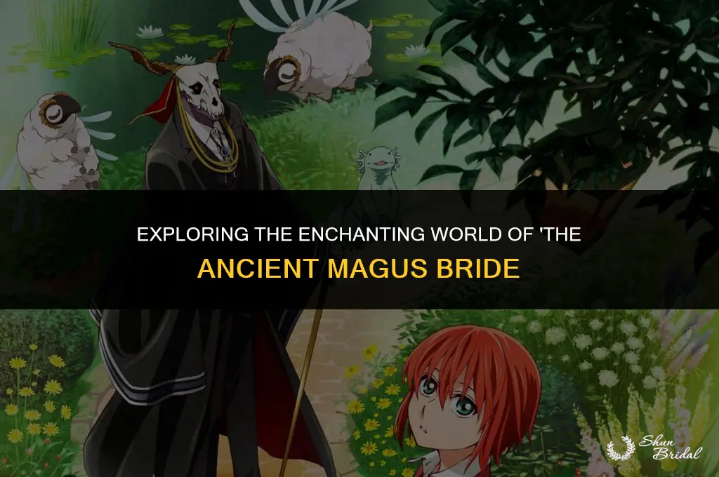 how to watch the ancient magus bride in order