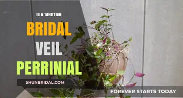 Is a Tahitian Bridal Veil Plant Perennial? Gardening Insights