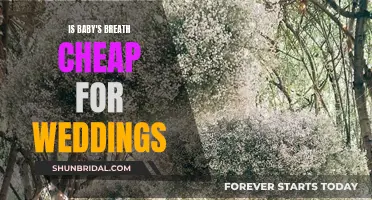 Baby's Breath: An Affordable Wedding Flower Filler?