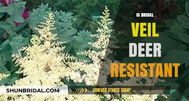 Bridal Veil Plants: Are They Deer Resistant in Your Garden?