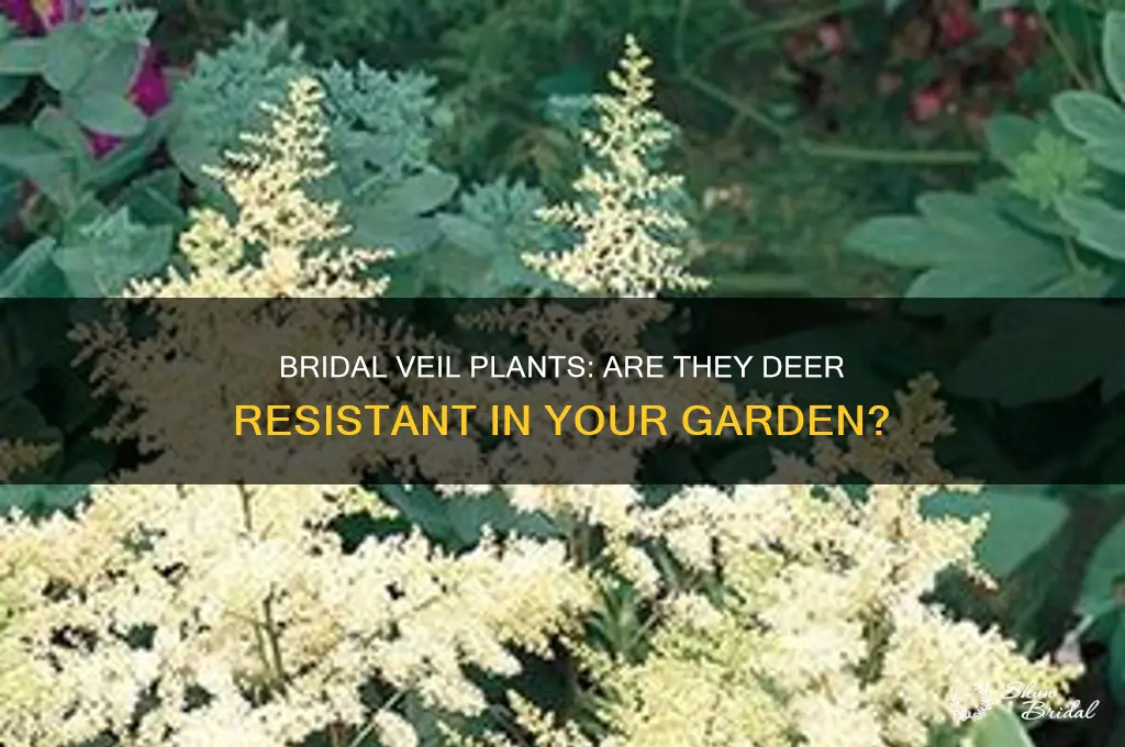 is bridal veil deer resistant