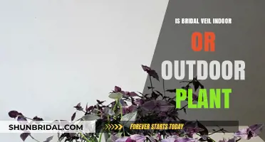 Bridal Veil Plant: Indoor or Outdoor Care Guide
