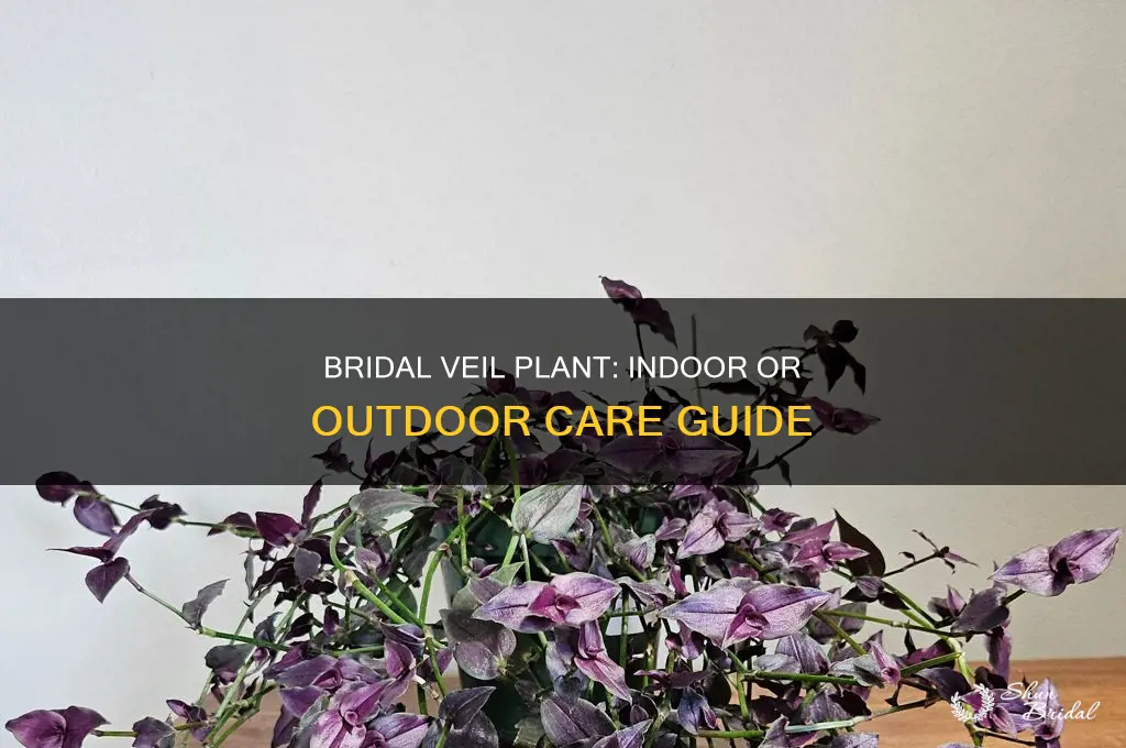 is bridal veil indoor or outdoor plant