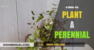 Is Bridal Veil Plant Perennial? A Complete Care Guide