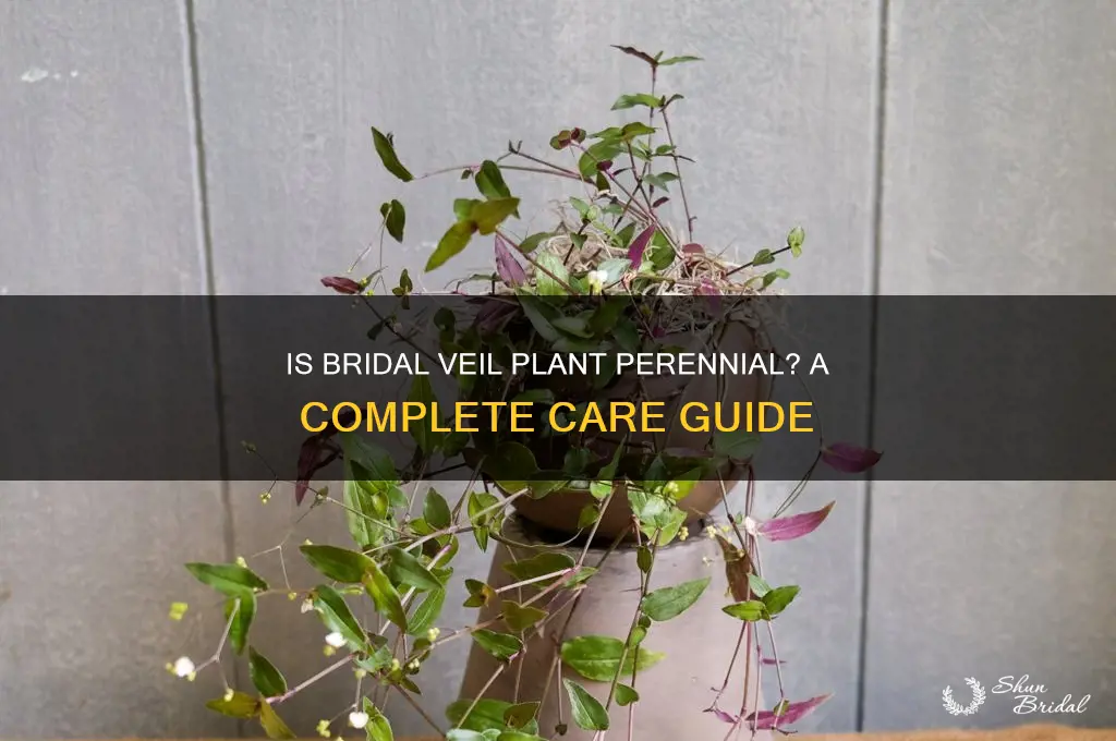 is bridal veil plant a perennial